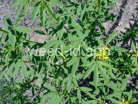 beeplant, yellow
